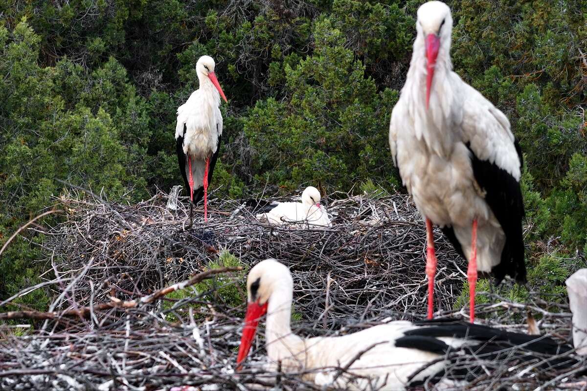 Konya’da doğanın en zarif nöbeti! Leylekler Vadisi’nde kuluçka heyecanı 11
